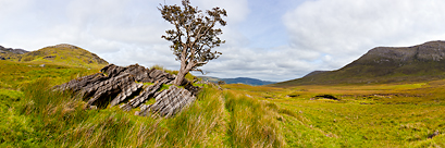 Un arbre isolé dans les maumturks (Irlande)