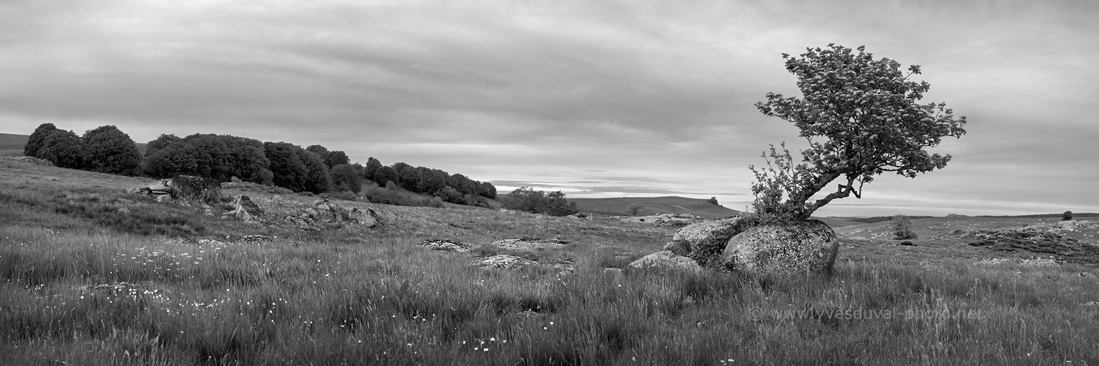 Aubrac-N&B Aubrac-N&B
