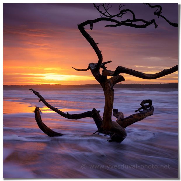 Flamboiement  (Charente-Maritime, Nouvelle-Aquitaine)